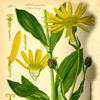 Illustration der Arnika Heilpflanze